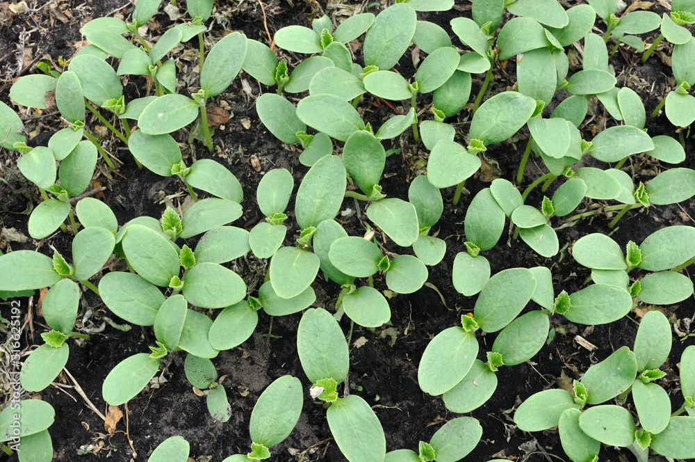 close-up of melon sprouts growing in the vegetable garden as a seedlings for planting, view from above close-up of melon sprouts growing in the vegetable garden as a seedlings for planting, view from above