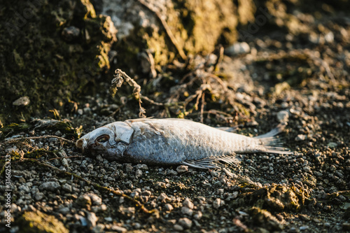 dead fish on the beach. sea pollution concept.