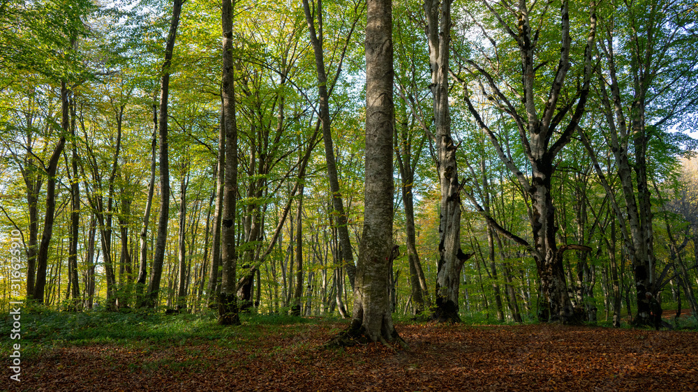  Sabaduri Forest, Tbilisi National Park, Georgia country. Autumn.