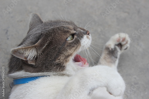 cat's paw