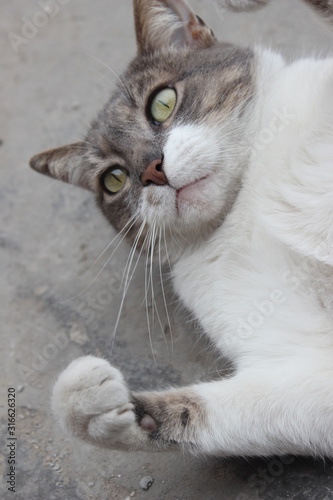cat's paw