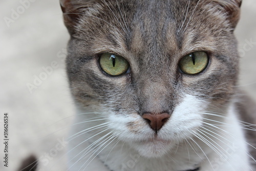 portrait of a cat
