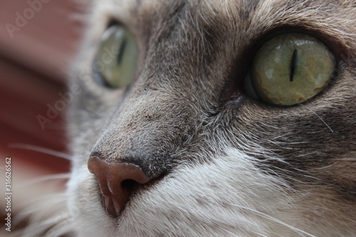 portrait of cat