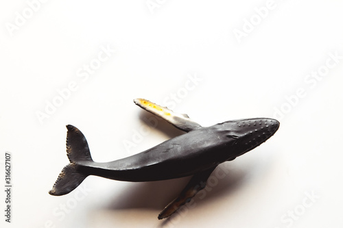 Humpback whale toy on white background.