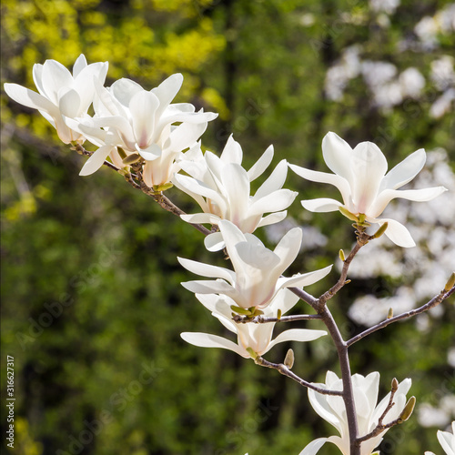 Magnolia salicifolia, several blooming flowers
