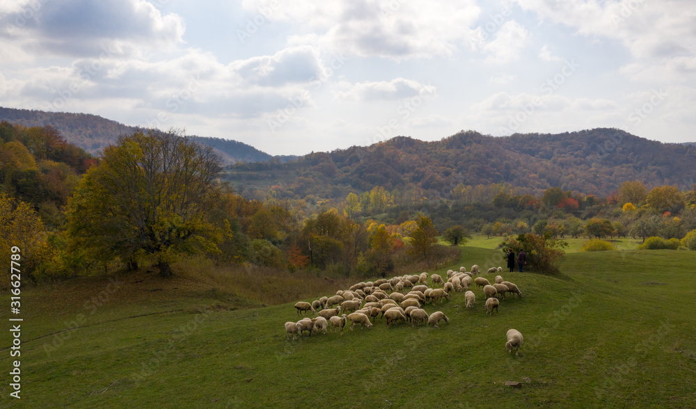 A flock of sheep on the hills of the Gombori Pass, Georgia is a country. Sunset. Autumn. Drone shooting A flock of sheep on the hills of the Gombori Pass, Georgia is a country. Sunset. Autumn. Drone shooting