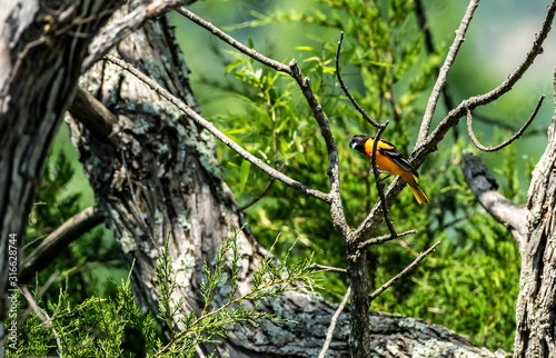 Baltimore oriole - male
