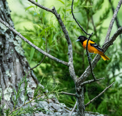 Baltimore oriole - male