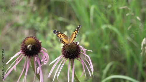 Hungry butterfly eagerly getting nectar from prairie flowers. photo