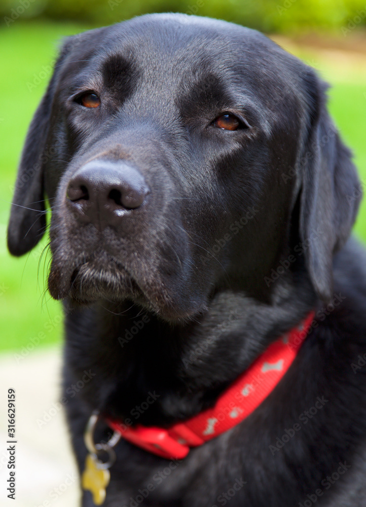 Black Labrador