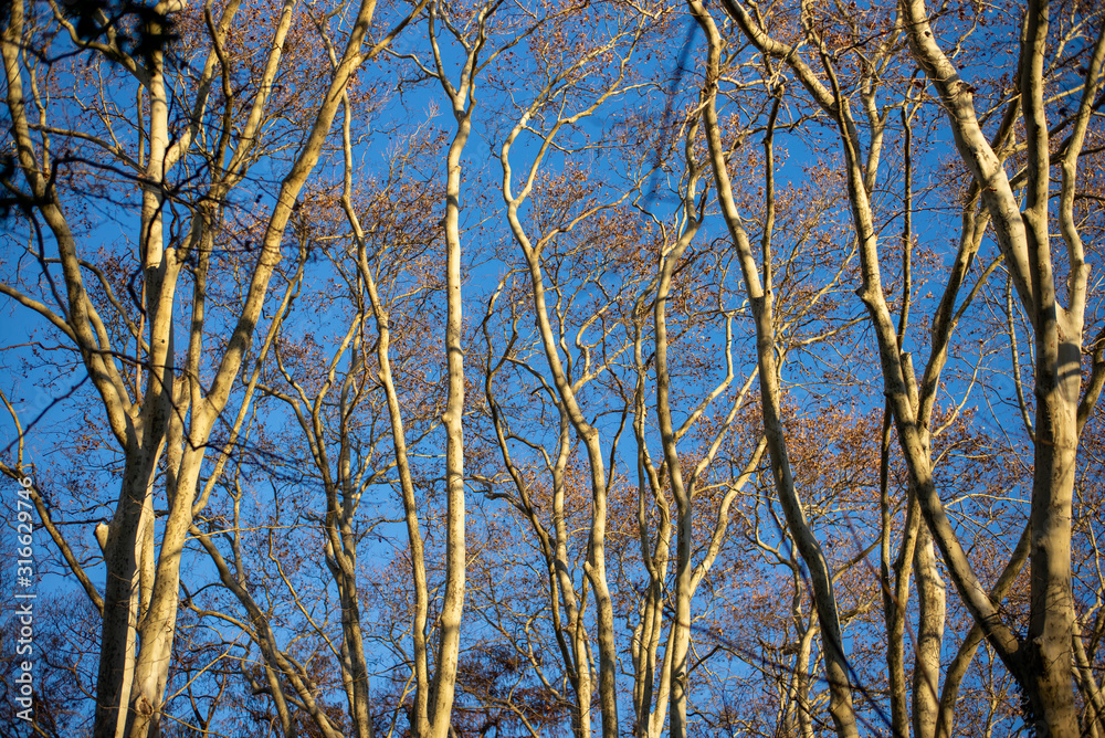 Fototapeta premium branches of tree in spring