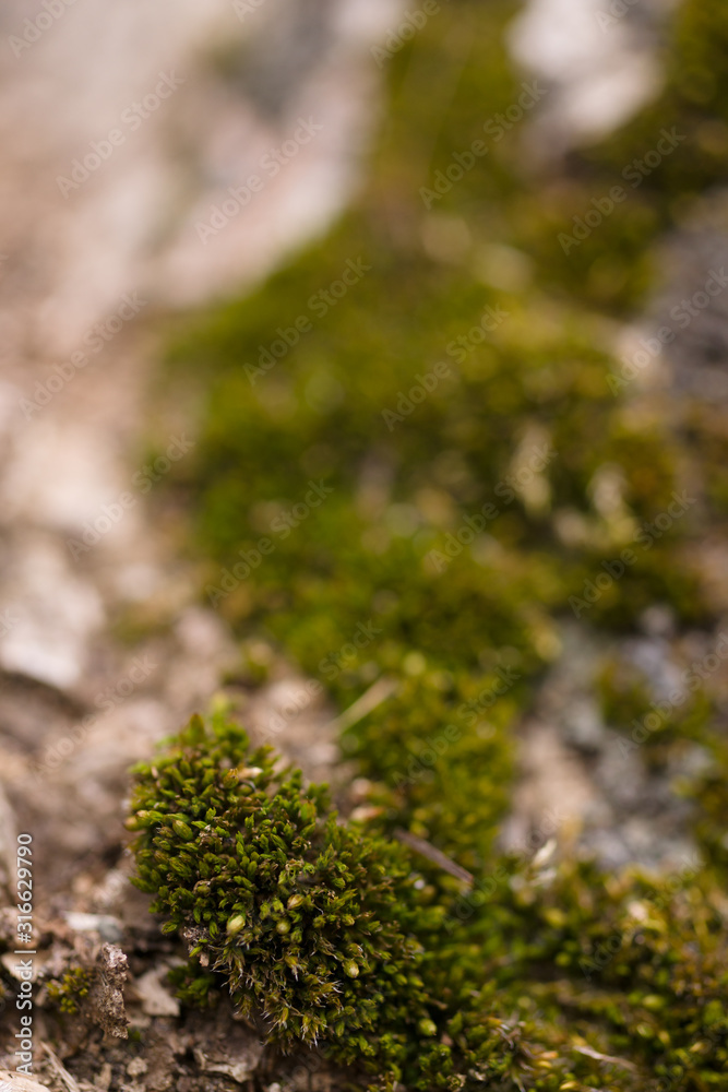 Green moss on walnut bark closeup. Stock photo of walnut tree bark and forest green moss. Green moss on walnut bark closeup. Stock photo of walnut tree bark and forest green moss.