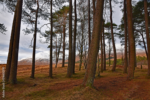 Grove of Caledonian pine trees in Scottish Highlands with snowy mountains in background.
