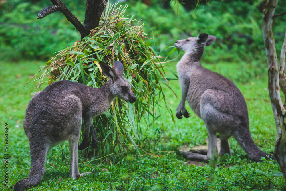 A group of grey kangaroo among the green trees ,a close-up portrait of wallaby, the kangaroo family