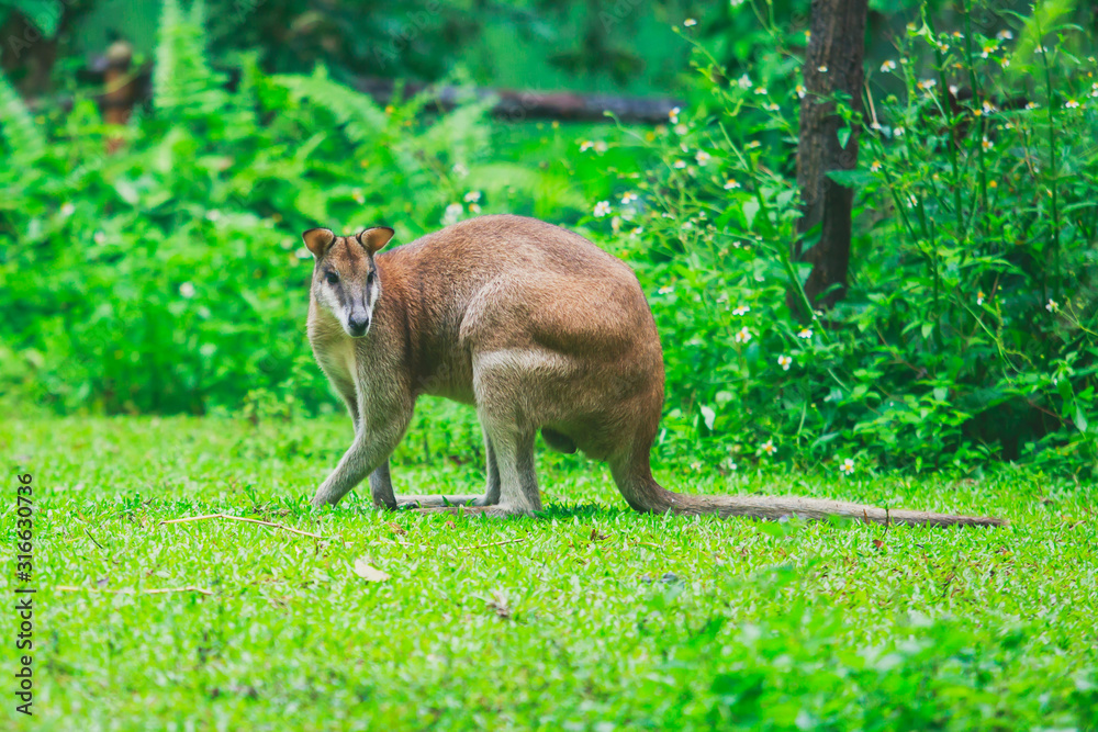 Obraz premium A group of grey kangaroo among the green trees ,a close-up portrait of wallaby, the kangaroo family