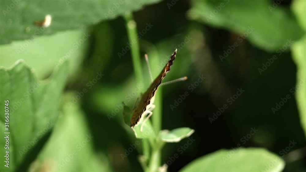 Close up of a butterfly opening and closing its wings. Close up of a butterfly opening and closing its wings.