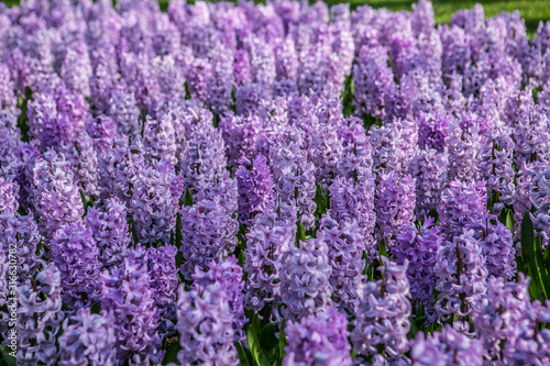 hyacinth field in Keukenhof