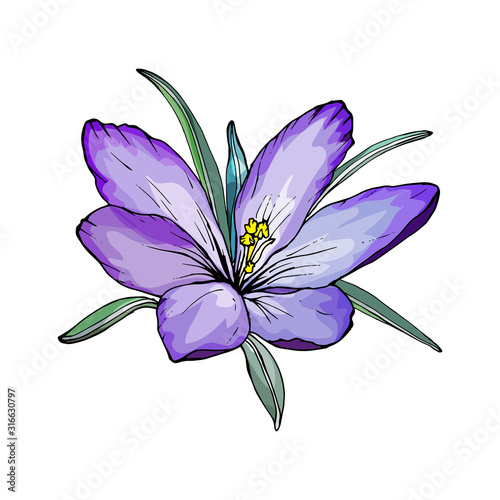 Single violet flower crocus isolated on white background. Hand drawn. Spring element for floral design, invitation, greeting cards, wrapping paper. Vector stock illustration.