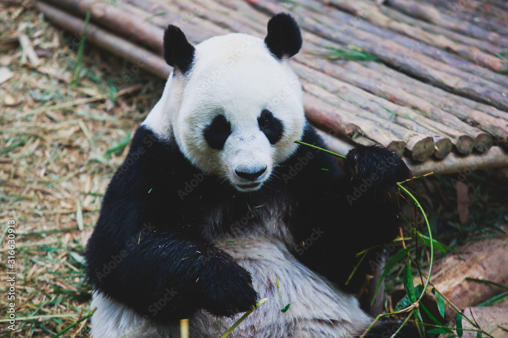 Image of a chinese panda bear eating bambusa looking in camera on nature background Image of a chinese panda bear eating bambusa looking in camera on nature background