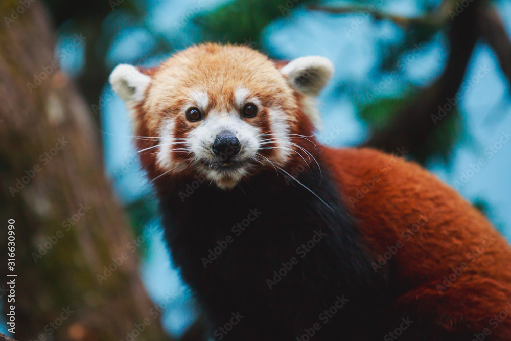 Chinese Red panda, lesser panda, the red bear-cat bear eating bambusa looking in camera on nature background Chinese Red panda, lesser panda, the red bear-cat bear eating bambusa looking in camera on nature background