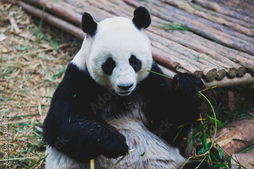 Fototapeta Naklejka Na Ścianę i Meble -  Image of a chinese panda bear eating bambusa looking in camera on nature background