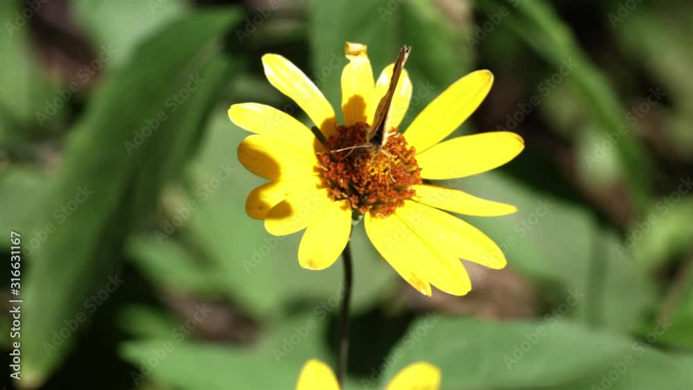 Tiny little butterfly gets nectar on a windy day. Tiny little butterfly gets nectar on a windy day.