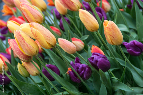 Tulip yellow and violet
