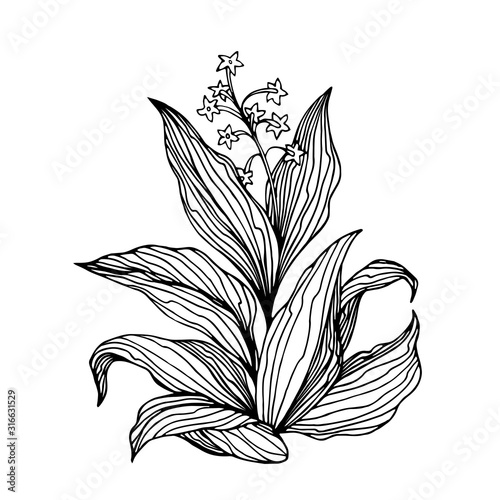 tobacco bush with flowers and leaves, agricultural plant, vector illustration with black contour lines isolated on a white background in the style of doodle and hand drawn