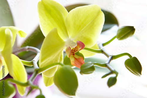 yellow orchid flower in bloom. romance and flirting concept.