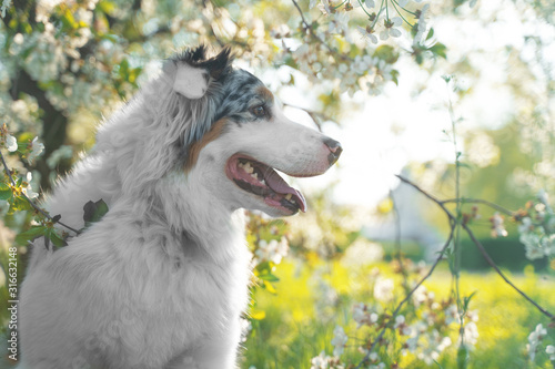 Profile portrait of cute dog of aussie breed, or Australian shepherd, merle color, on blooming spring landscape background, white flowers and bright green leaves.