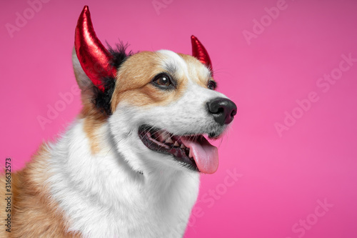 portrait of a cute welsh corgi pembroke dog with funny hair ban horns devil on his head, smiling on a pink background. valentine day card