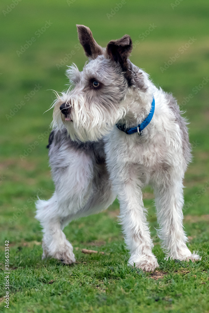 Excited Terrier dog running at full speed across the grassy park while looking to left in a California winter.