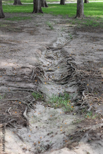 roots of tree