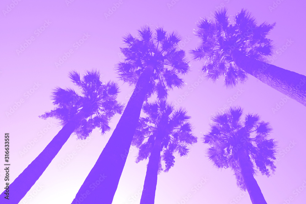 Fototapeta premium palm trees from under - tinted in purple