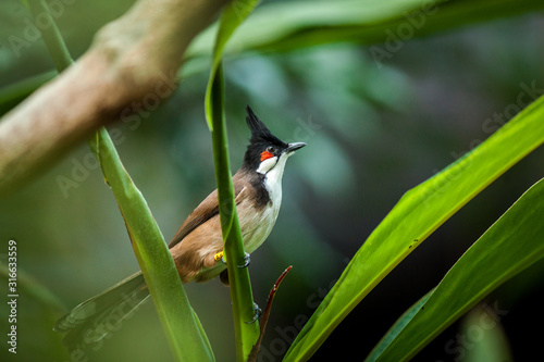 Red-headed Bulbul portrait in nature photo
