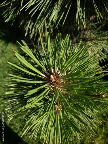 Close Up of Pine Tree Needles