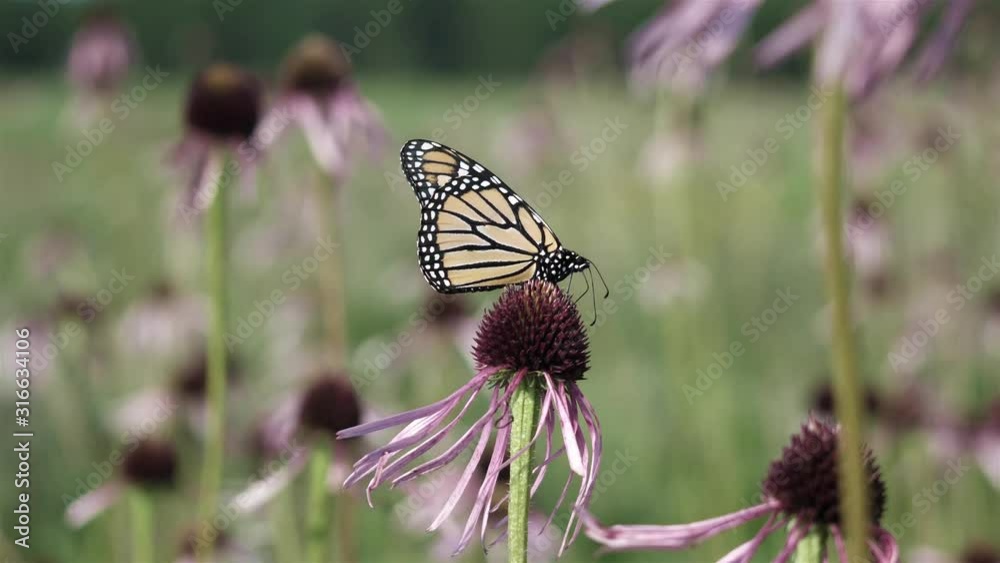 Monarch butterfly takes off after getting nectar from a flower. Monarch butterfly takes off after getting nectar from a flower.