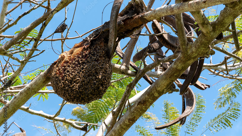 Obraz premium bees in beehive