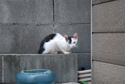 野良猫