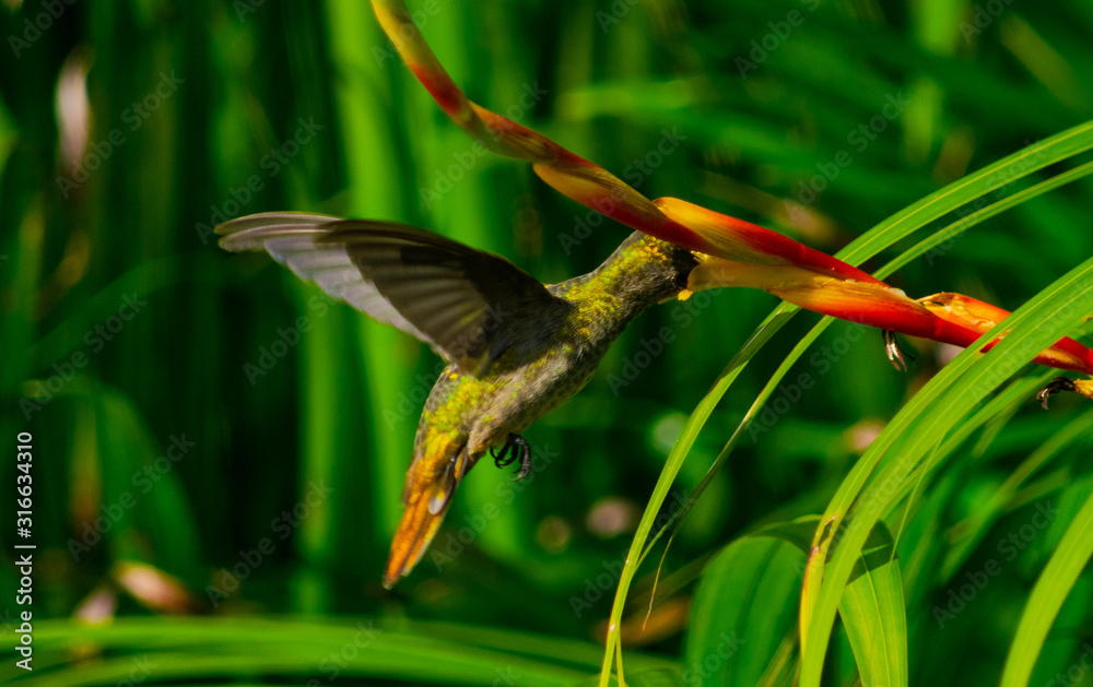 Fototapeta premium hummingbird and flower