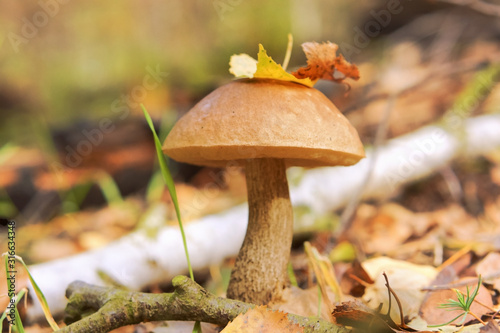 A tree leaf on the mushroom cap. Boletus mushroom in the grass.