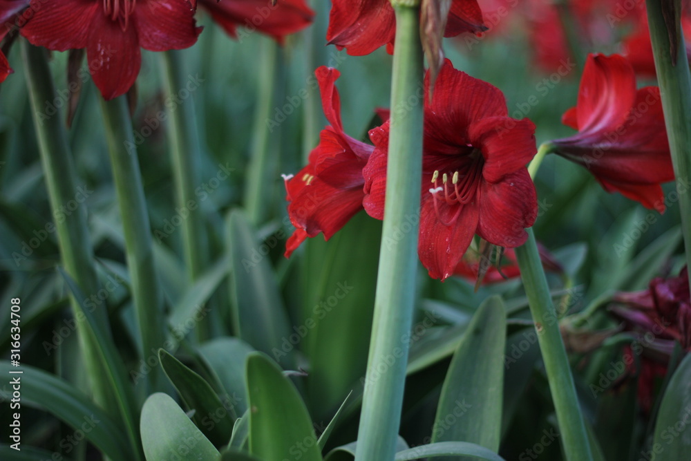 Naklejka premium red tulips in the garden