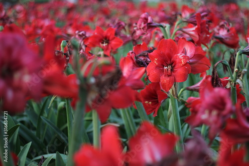 red tulips in garden