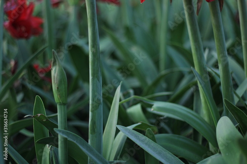 flowers in the garden