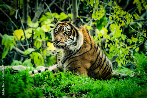 Bengal tiger, large feline species in danger of extinction sitting on the grass January 2020