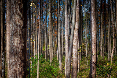 Through the Trees