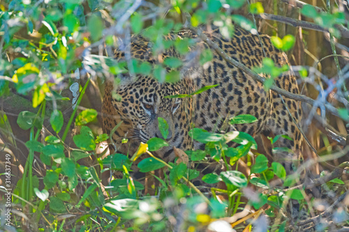 Jaguar Hiding in the Bushes