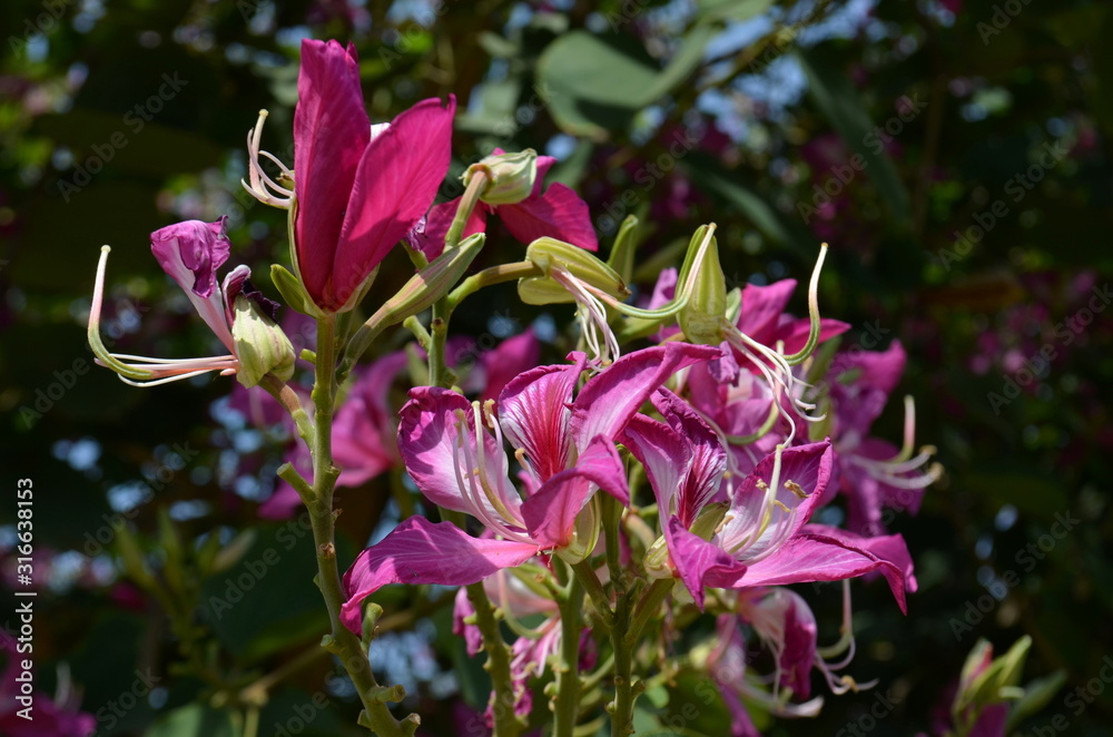 Purple Bauhinia flowers in orchid tree Purple Bauhinia flowers in orchid tree