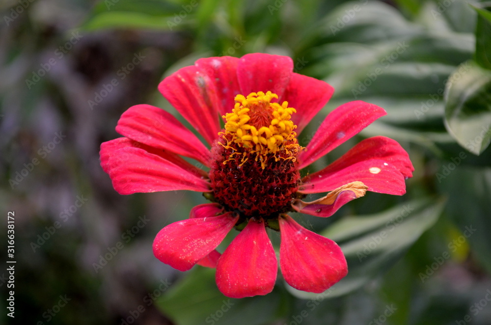 Red Zinnia elegans in garden. The red color represents Firmness. Red Zinnia elegans in garden. The red color represents Firmness.