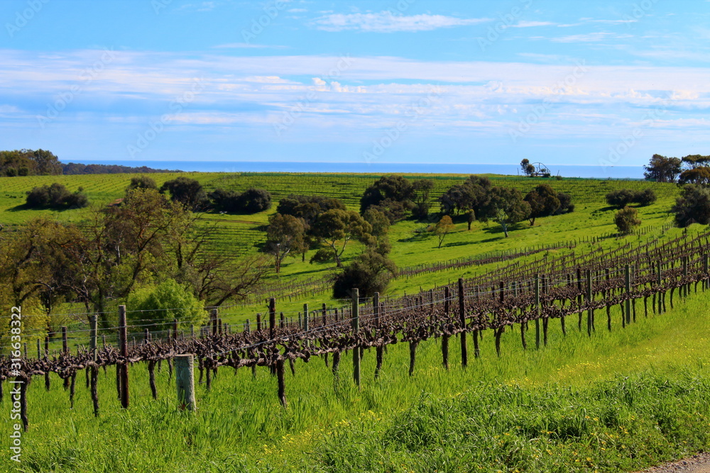 Fototapeta premium vineyard in south australia